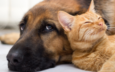 Dog and Cat Joint Pain Study